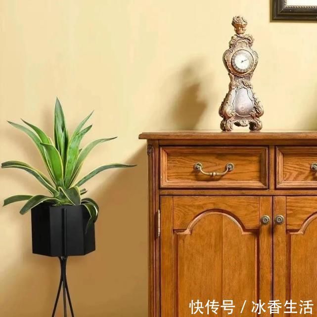 卧室养花好睡眠，这3种花是最佳选择，厚实的大绿叶最能净化空气