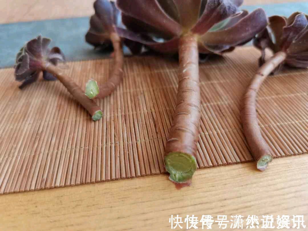扦插|春天,这八种花剪个枝插土里就活,养养就开花,错过就要等明年了