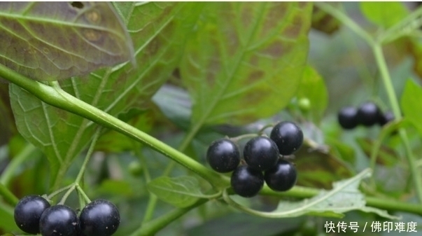 马头兰|农村里的这两种野草,你认识吗?城里人很少有人认识它