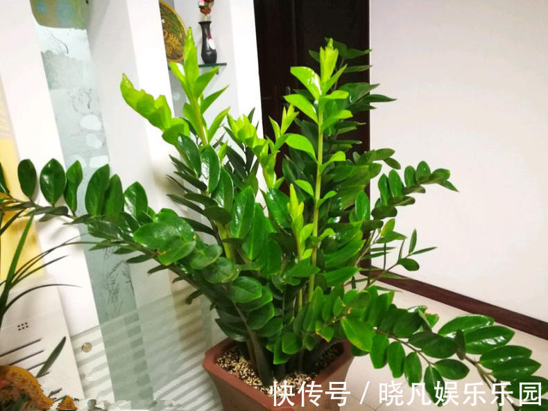 人养花,花养人,6种花越养越健康,养人又旺财