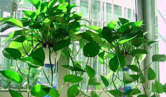 空气|除甲醛最好的五种盆栽,每一种功能十分强大,让室内空气分钟清新