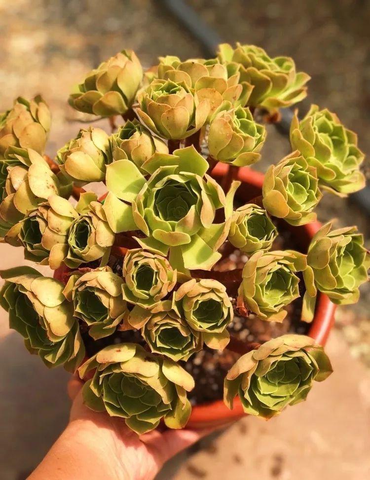 2种多肉，一休眠就变小包子，天越热越漂亮！