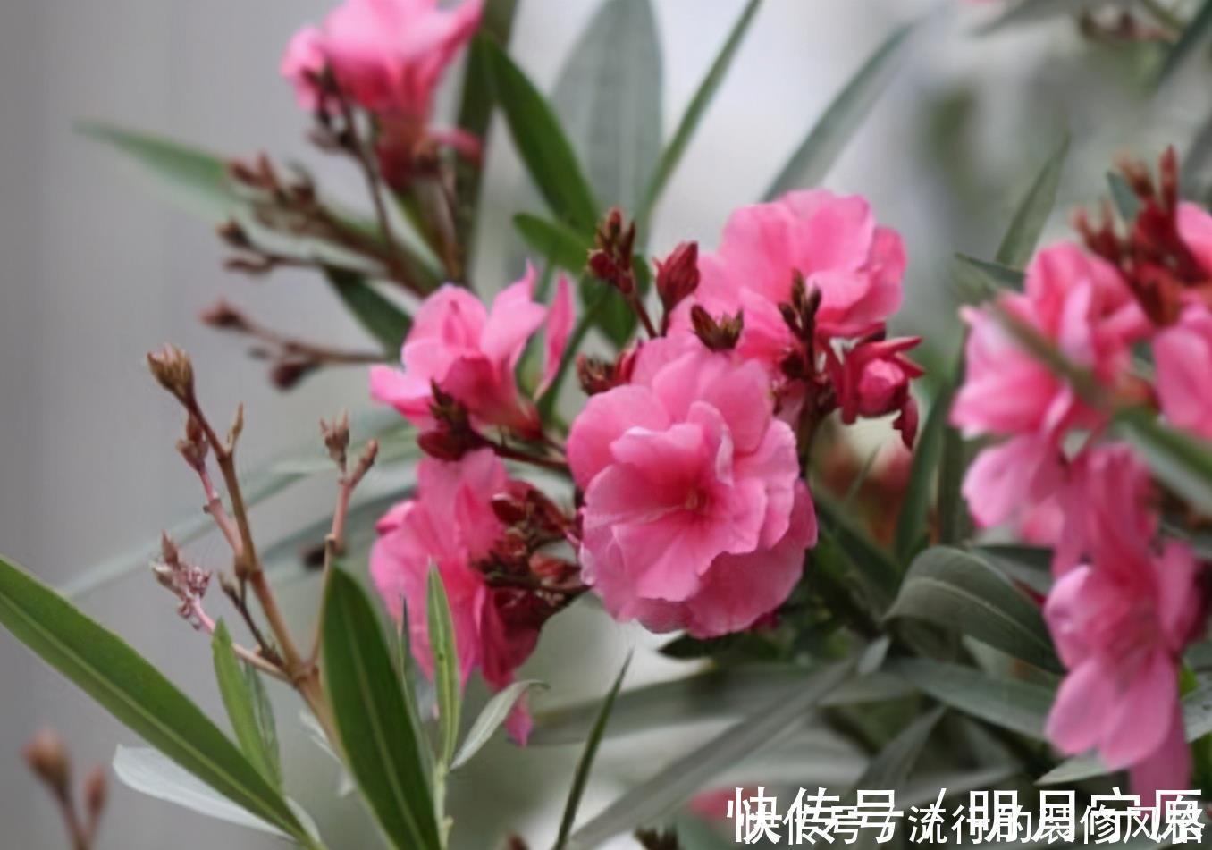 民间七大毒花，别让这些花毁了你的健康