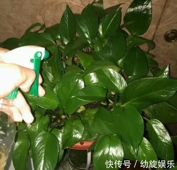 叶片|绿萝的最爱,家家都有,2周喂一点,叶子油绿翠亮,新叶巴掌大