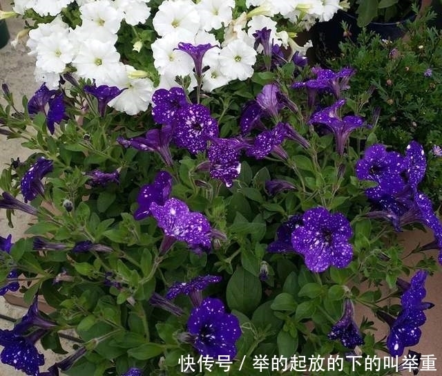 盆景|盆景矮牵牛养花实用指南