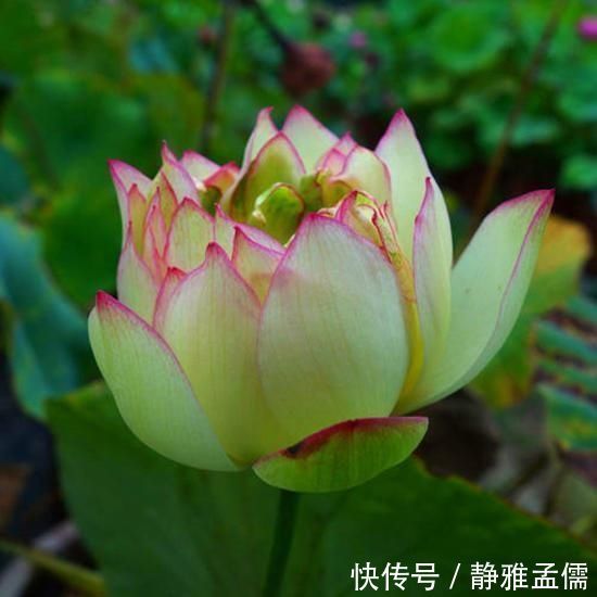 胡里奥|重瓣花中的佼佼者，3种特殊的复色花，开花后实在惊艳夺目