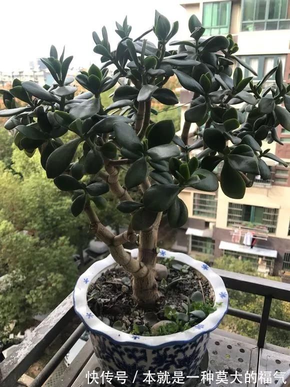 5种花夏天要管住手,浇多了就烂根,越浇花越死