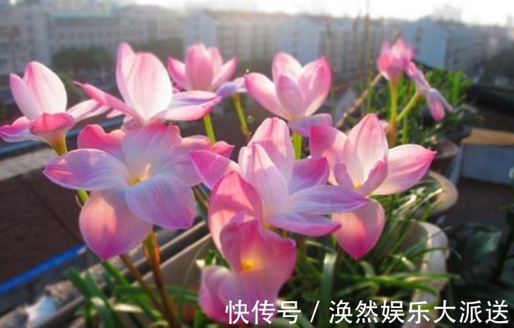 家里就养4种花,沾土就活,开花多、花期长,懒人新手都能养好!