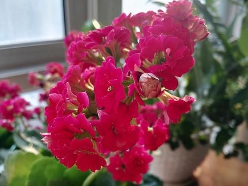 长寿花光长叶不开花,是什么原因,该如何处理呢?