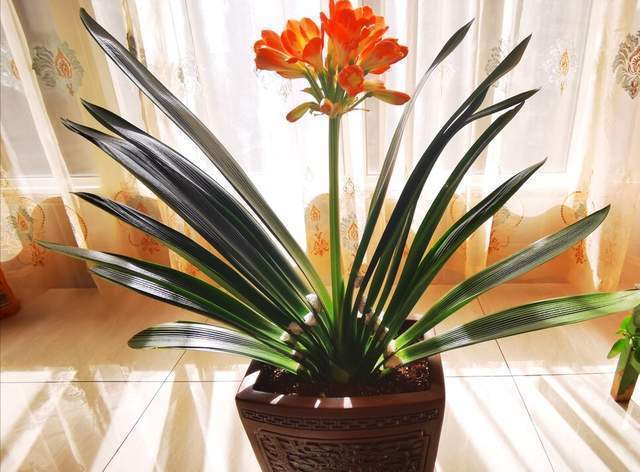 花盆|君子兰一直长不好,跟“换盆”有关系,很多人都做错了