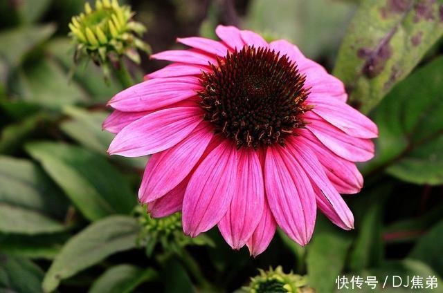 4月25日开始，养花试试这几款，花开媲美玫瑰，花朵姿态万千