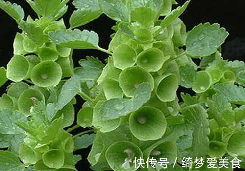 此花造型特别，素雅美观，具有净化室内空气的作用，象征着爱情