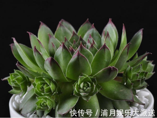 长势|多肉总是掉叶子怎么办教你3个小妙招,多肉长势更好又美观