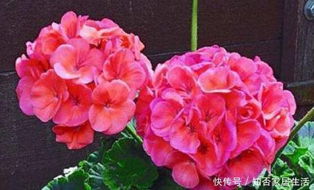 新手养护花卉，掌握重要3步，花开不断，叶绿花多，开成大花球