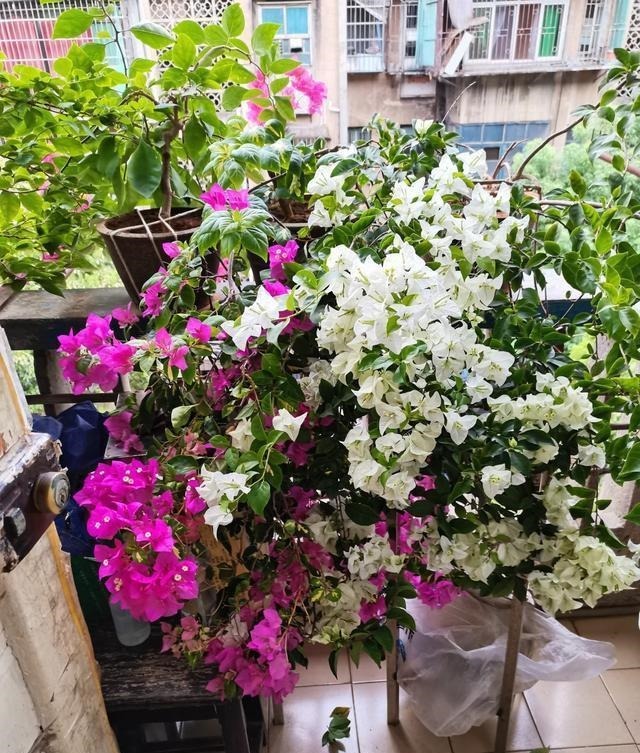 5种花越养越上瘾,只要养好一盆,就会特别喜欢