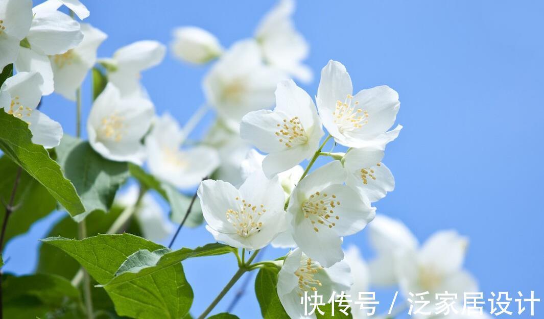 盆栽|想在阳台上养好茉莉花盆栽，有几点你要掌握好，这可是爆盆的秘诀