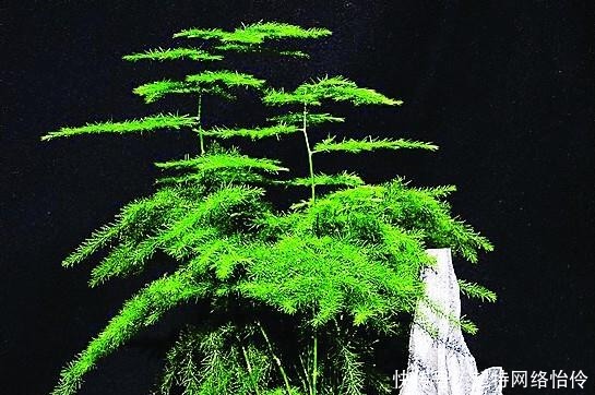 长爆|文竹快速“长爆盆”有秘诀,关键要“春剪”,蹭蹭冒出“小笋芽”