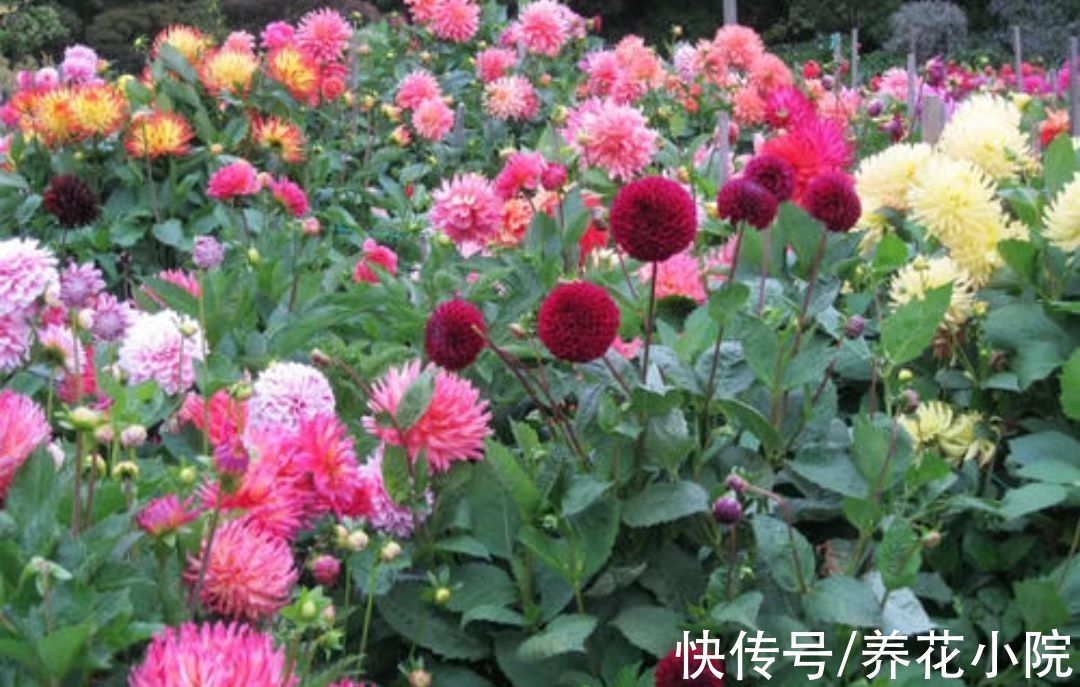 花卉|什么花好养？5种球根花卉，埋土里就活，开花更漂亮