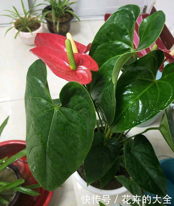  绿叶|红鹅掌养护好，绿叶出现焦边，开花数量少，老花农教你解决