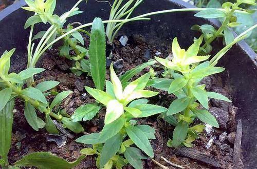 景菜|农村这种“人工”野菜,对失眠多梦疗效好,一般人都没有见过