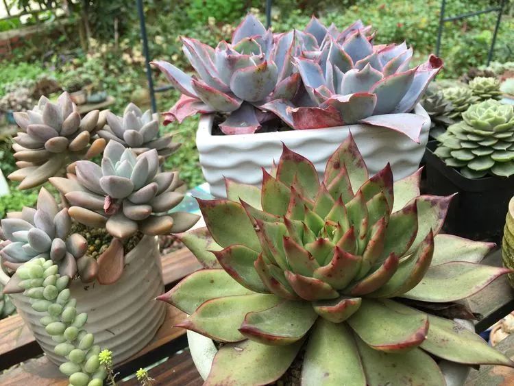 养多肉会上瘾，3年养了500多盆，既美化了环境又愉悦了心境！