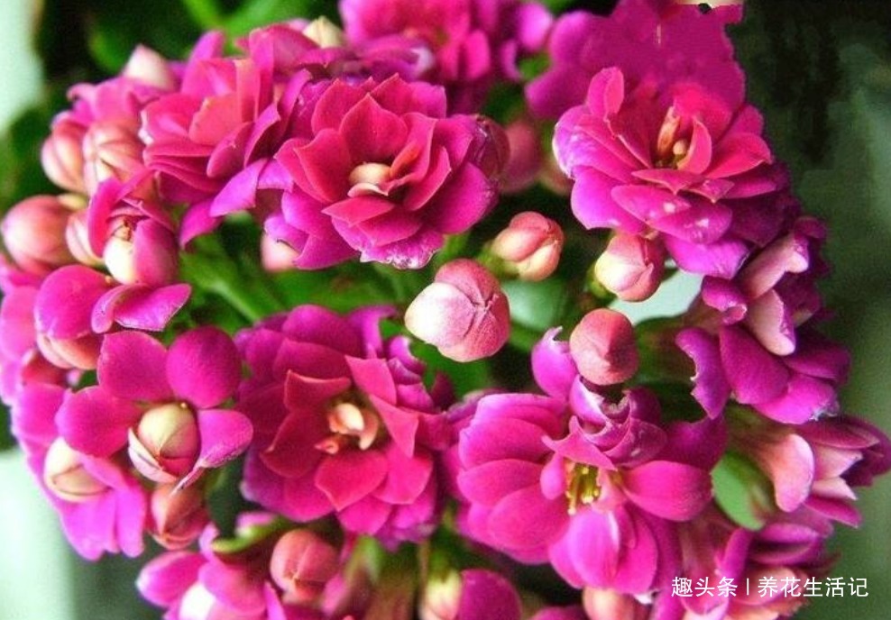 打蔫的长寿花，只需要改善“3点”养护，不久就能精神饱满