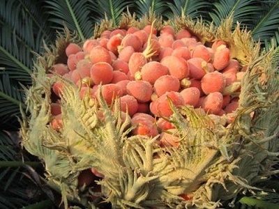 止咳化痰|入秋之后,经常咳嗽还痰多,可以吃此果,止咳化痰功效好