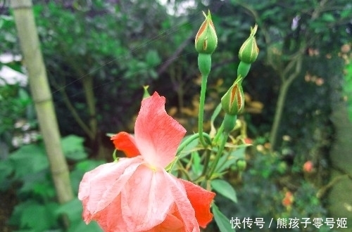 农村|农村院子种月季,学会这3招,包你月月都开花?