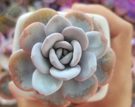 养多肉不会选盆？3个方法，教你一次选对花盆