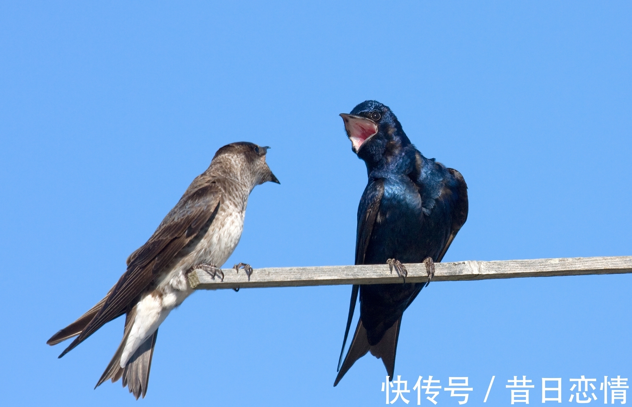 彩云追月&绕头诗35首：奇思妙句，感悟世间百态，若有同感，不妨也来一句