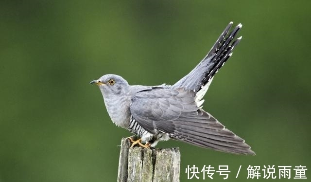 迷烟&2首很冷门的古诗词,历经千年风霜,却能够惊艳人心