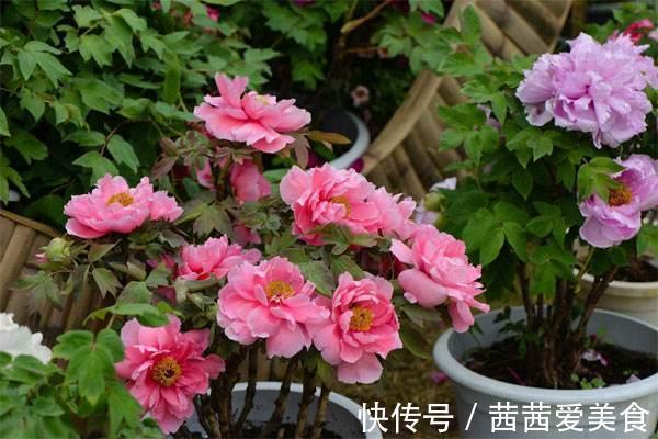 盆栽|客厅有树,十有九富!6种“富贵树”,贵气好养,旺家又吉利