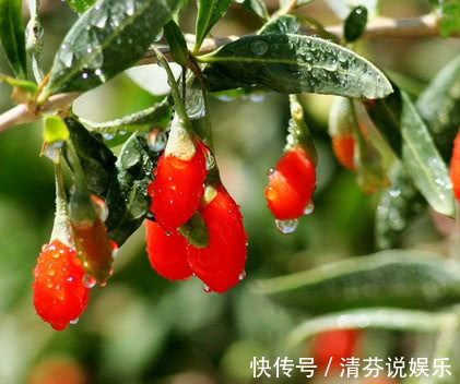 谨记|医生告诫用枸杞泡水喝，谨记“三不要”，要不喝了也是白喝！