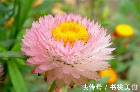 云胡不夷|喜欢养花,不如养盆“十大名花”菊花,开花爆盆好养活,艳压群芳