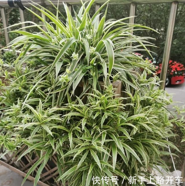 8种花换盆,换好了生一堆,换错立马死!8种花换盆,换好了生一堆,换错立马死!