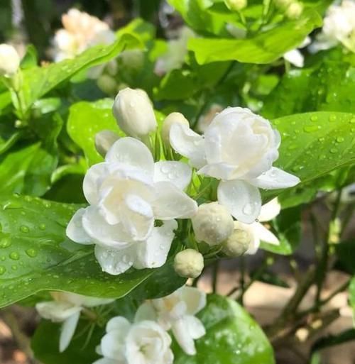  换盆|买到黄泥栽种的茉莉花，掌握换盆小技巧，花大色艳，四季不断