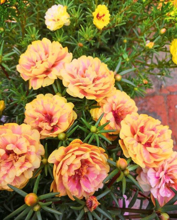 漂亮|6种漂亮花,夏天不怕高温,暴晒,越晒花越多,花开爆盆小半年