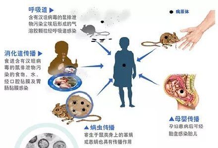 身体不适|西安出现多例出血热 什么是出血热？