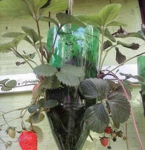 植物|没地种花种菜,没时间浇水几个塑料瓶就能解决,DIY变废为宝