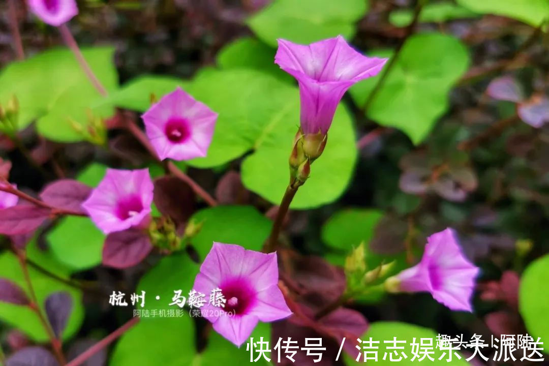 夏秋季|杭州小区里这种喇叭花，其实是“海滨花后”，可以解海蜇刺伤的毒