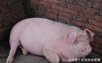 投错|这么多神仙下凡,为什么只有猪八戒投错胎呢?其实他说了弥天大谎