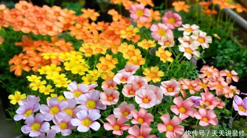 4种花漂亮又好养，不仅名字好听，花也漂亮，养家里，满屋飘香！