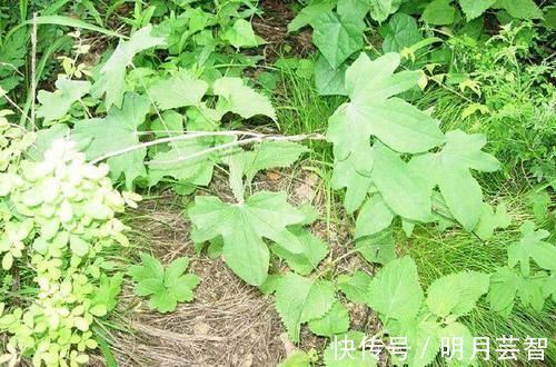 金不换|农村一种平凡的野草，地下藏着“金不换”，泡酒是养生神器