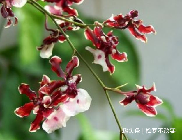 阳台|几种漂亮花，好养易活能爆盆，阳台变花海，天天有花赏！