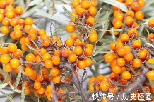 沙棘|农民叫一种野果为“救命果”,吃一点防心脏病、能抗癌、治失眠!