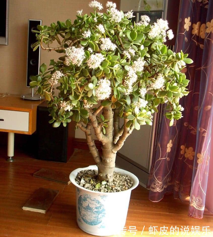 寿命长的“3种花”,最喜欢用小盆栽种,盆越“小”长得越好