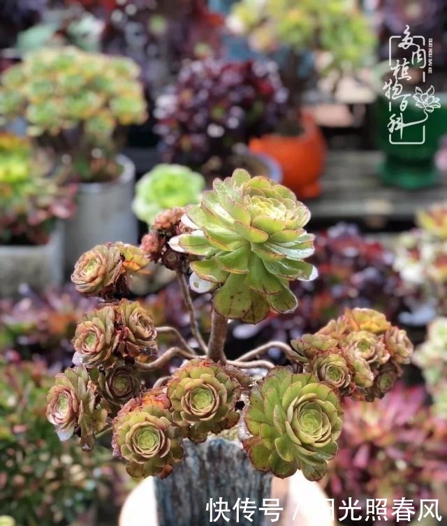 多肉法师欣赏在最美法师季,法师丛中一定住着小天使!