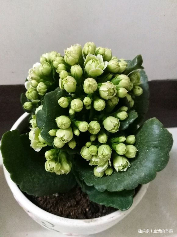 家里养长寿花，避开“2个”危险点，不然叶片发红、脱落，别忽视