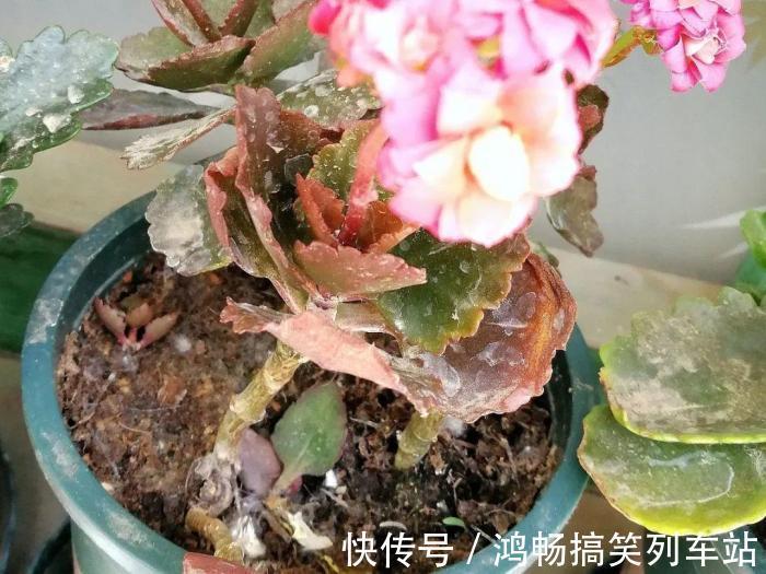 浇水|家里有此7种花,少浇水不能晒,天热要休眠早看早知道