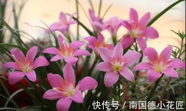 花海|现在把这花种子扔土里，初夏风雨一来，就能开出一片花海，美极了